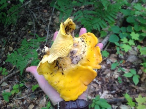 This is the biggest Chanterelle I have found.  It's as big as my hand!