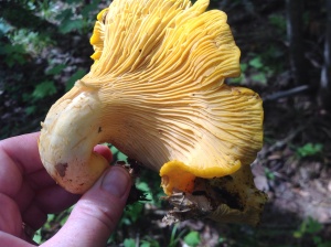 These are false gills