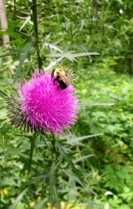 Honey Bee on Bull Thistle