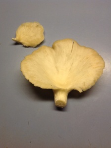 Creamy tan to whitish color, true gills, fan shaped.
