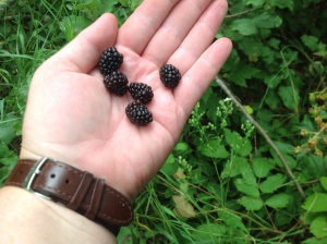 Blackberries are more oblong shaped