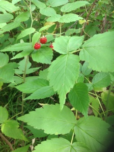 Beautiful red raspberries hanging nicely for me to pluck.