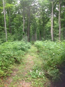 Rows of blackberry and raspberry bushes growing wild along a trail.