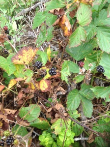 Dewberries grow along the ground on vines.