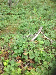 Dewberry vines are creeping across the ground