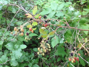 Blackberries grow upright